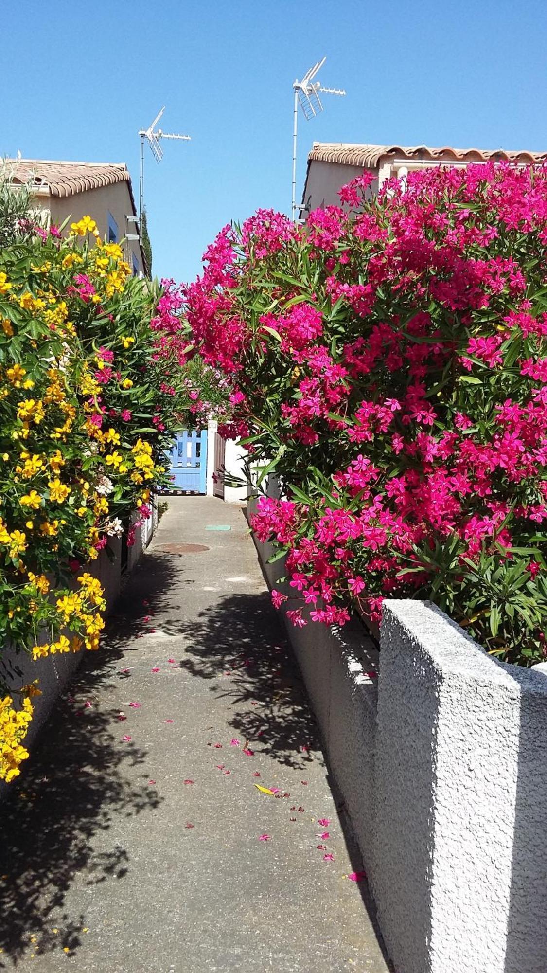 Les Amandines Villa Agde Eksteriør bilde